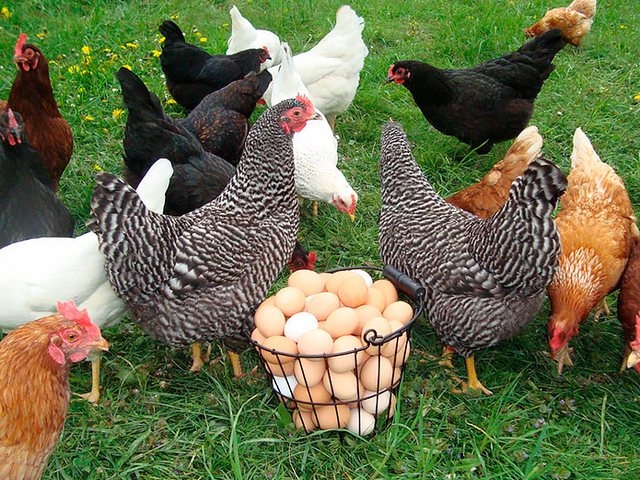 Содержание кур и уход за ними | ЗооТом - продажа, вязка и услуги для животных в Дегтярске