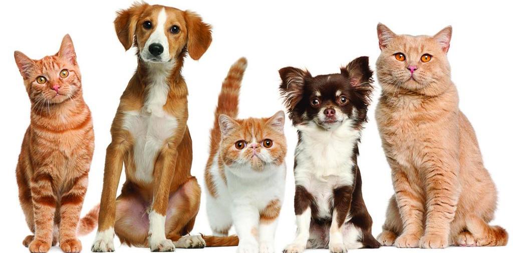 Доска объявлений о животных | ЗооТом - продажа, вязка и услуги для животных в Дегтярске