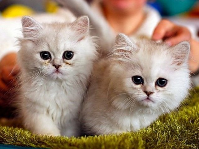 Породы кошек в Дегтярске | ЗооТом портал о животных