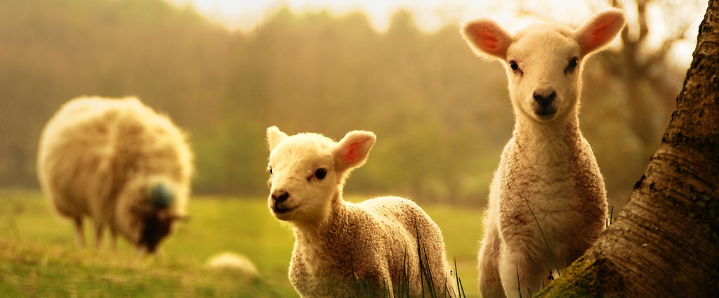 Объявления о сельскохозяйственных животных | ЗооТом - продажа, вязка и услуги для животных в Дегтярске
