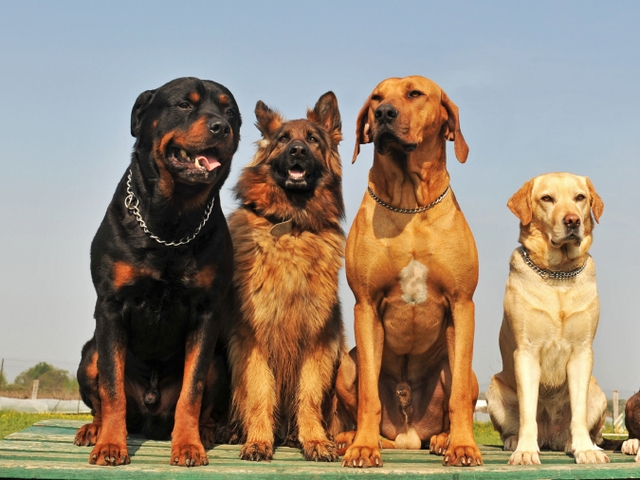 Крупные породы собак в Дегтярске | ЗооТом портал о животных