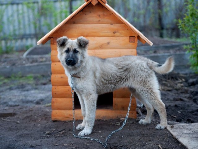 Все о собаках в Дегтярске Все о собаках в Дегтярске